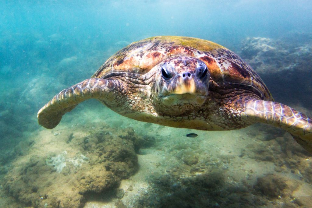 Turtle Hatchery Hikkaduwa